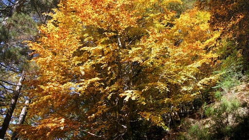 Aspromonte - L'albero