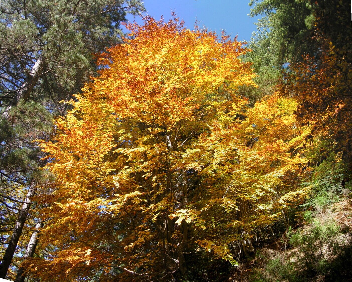 A tree with yellow and orange leaves.