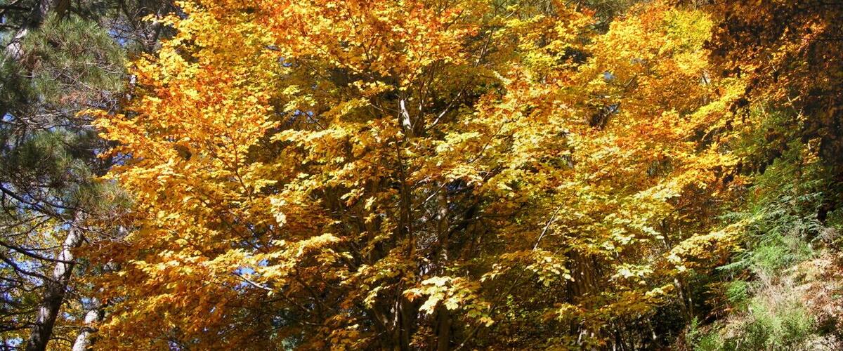 A tree with yellow and orange leaves.