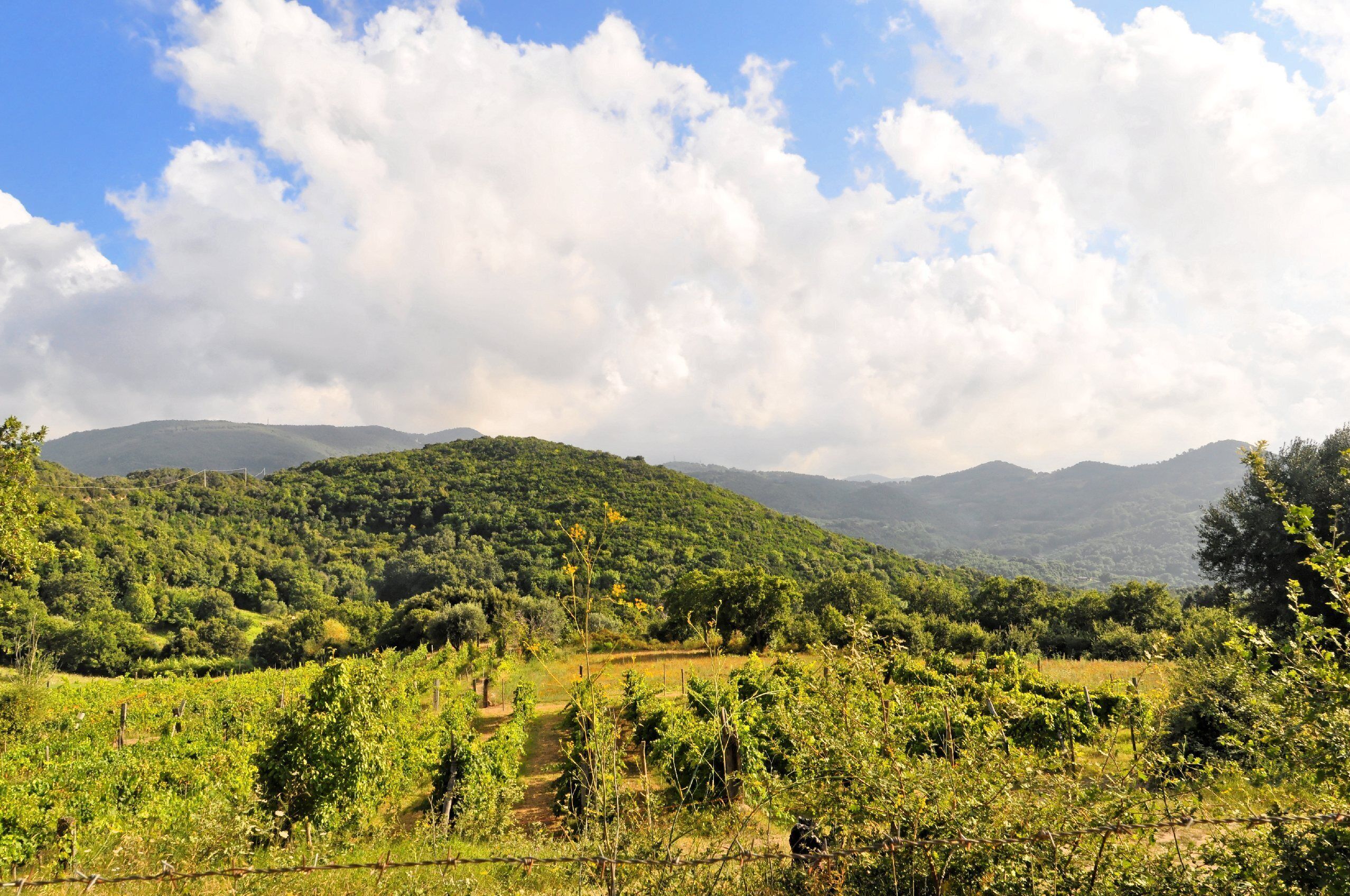 A vineyard with rows of grapevines and a hilly landscape in the background.