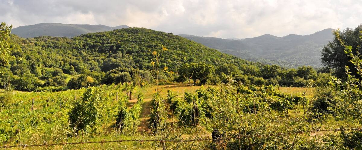 A vineyard with rows of grapevines and a hilly landscape in the background.