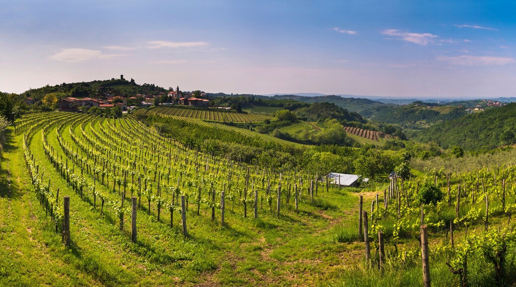 Kojsko, Goriska Brda, Slovenia. View of vineyards with Kojsko on the left and Gonjace on the right, Goriska Brda (Gorizia Hills), Slovenia, Europe