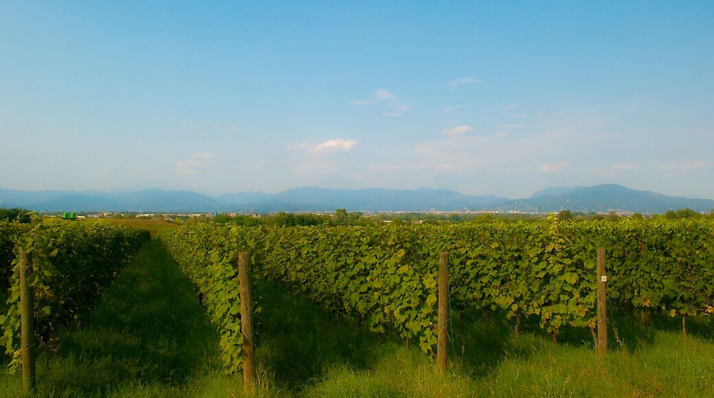 Monte Netto - Settembre 2010