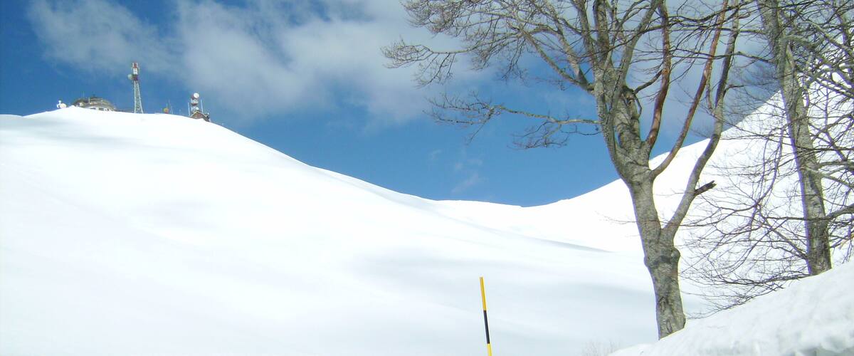 A snowy landscape with a road, a guardrail, and a tree.