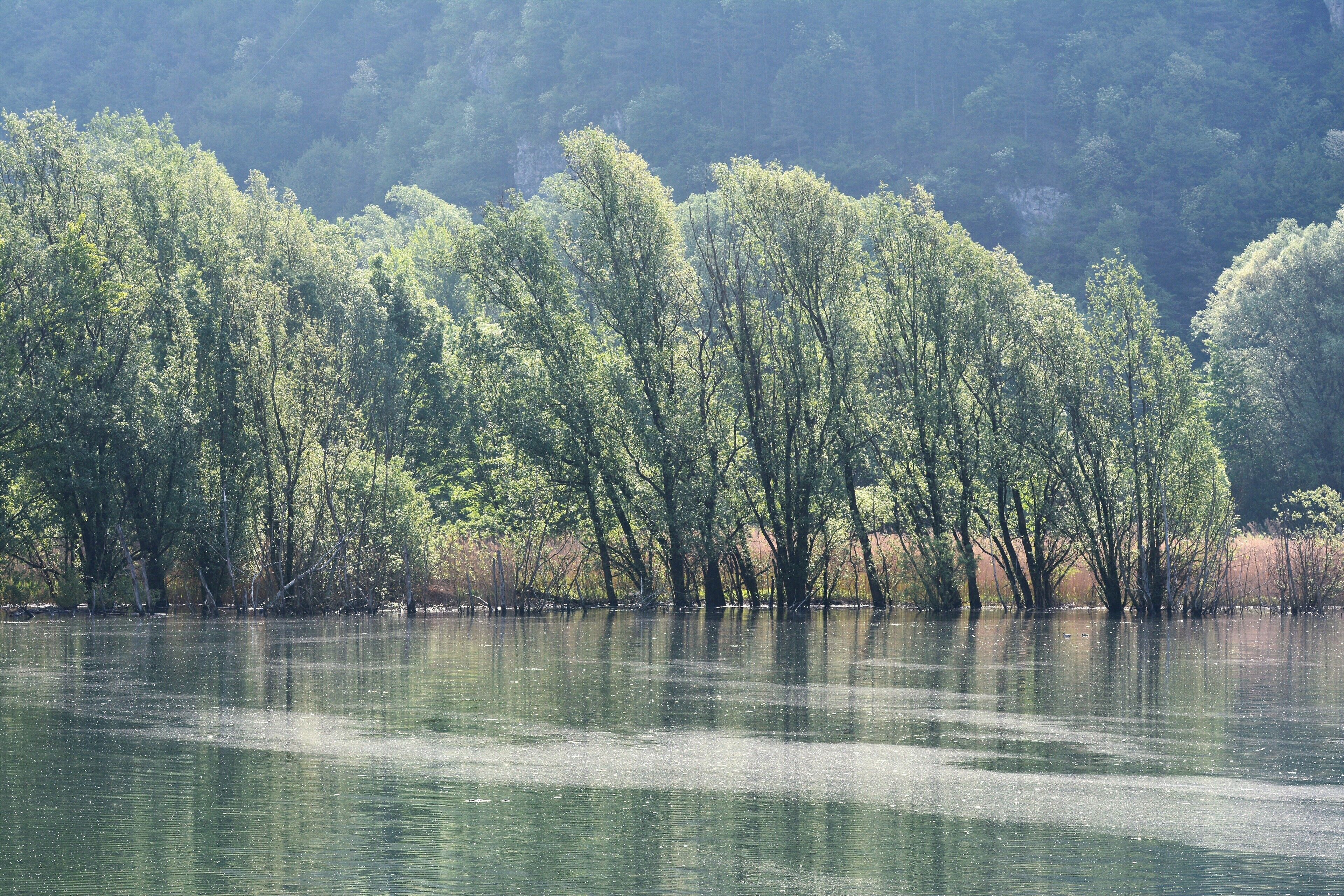 Biotopo Lago d'Idro (Q47510348)