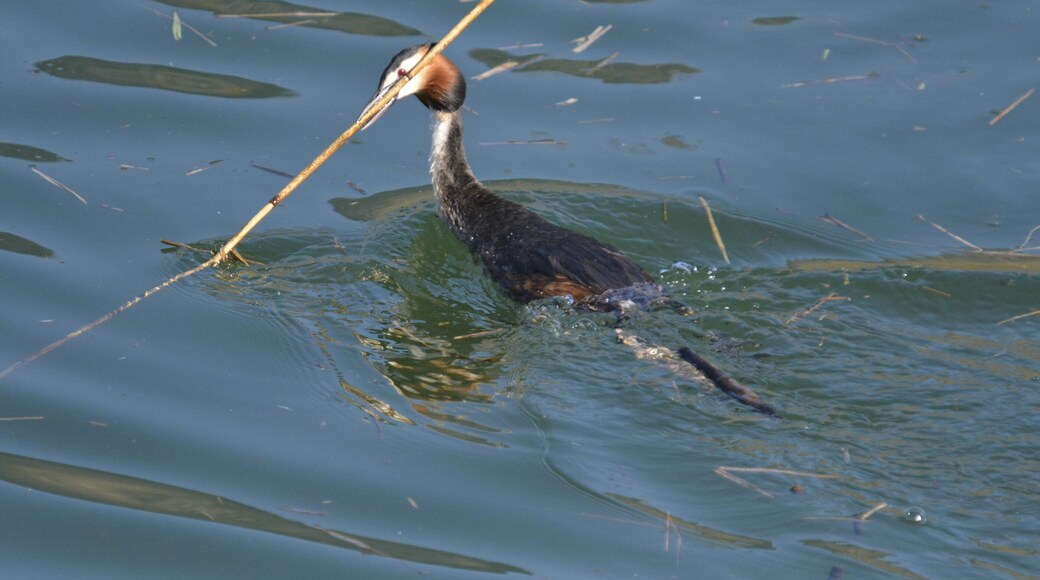 Biotopo Lago d'Idro (Q47510348)