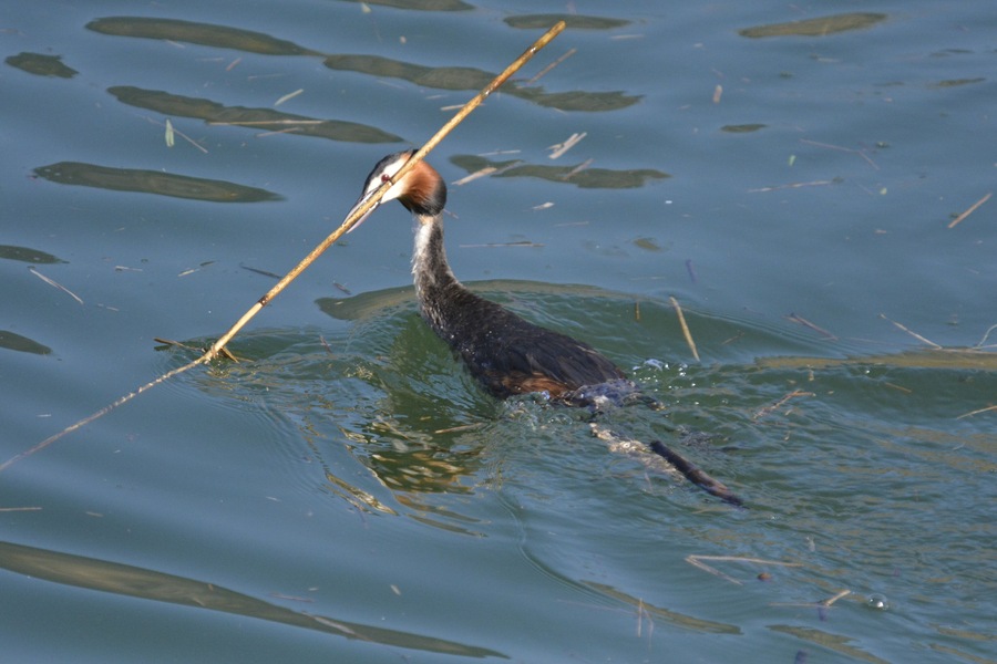 Biotopo Lago d'Idro (Q47510348)