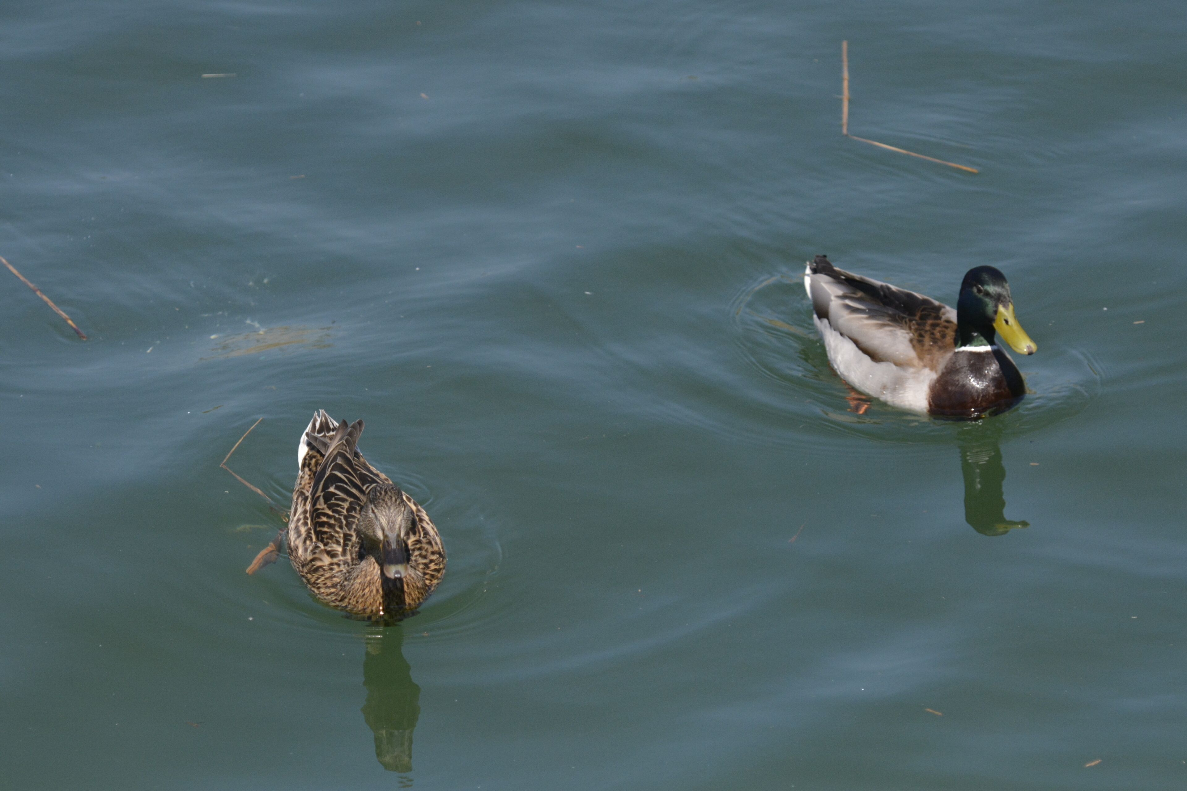 Biotopo Lago d'Idro (Q47510348)