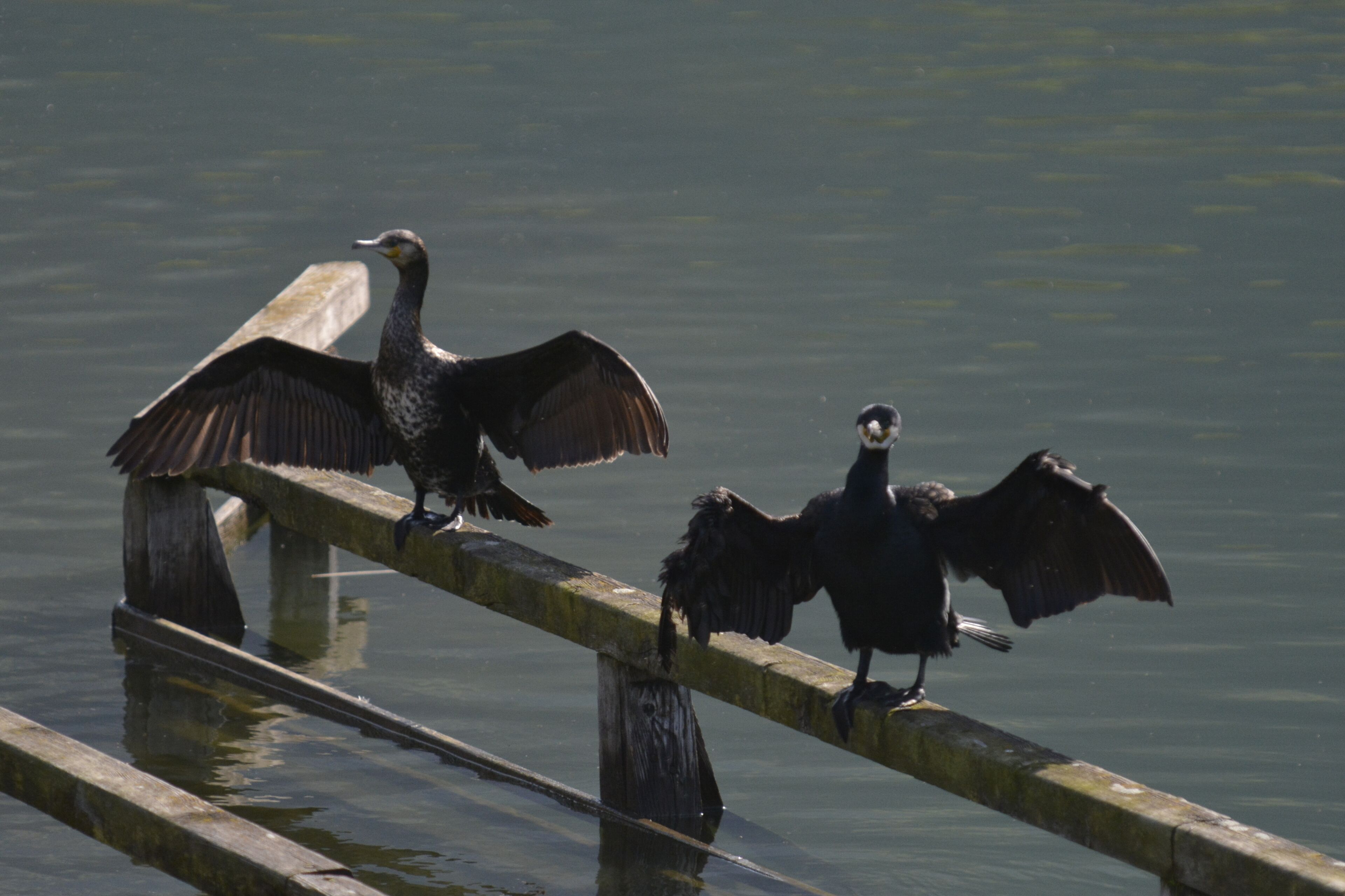 Three birds perched on a wooden railing over water.