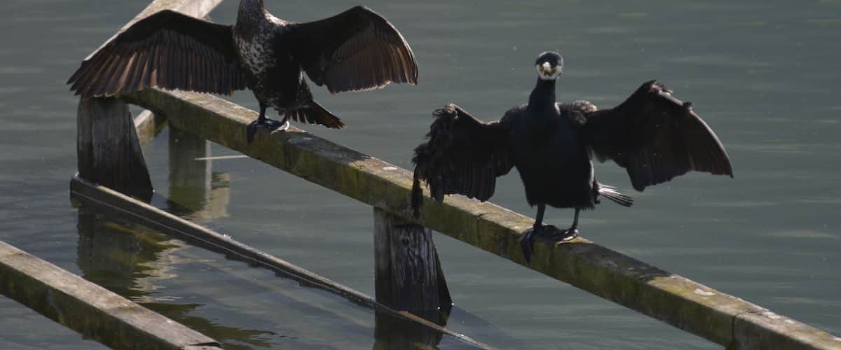 Three birds perched on a wooden railing over water.