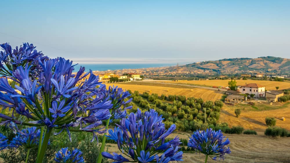 rural landscape in the Marche region in Italy near Fermo. Summer landscape