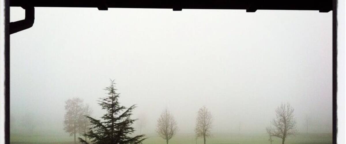 A foggy landscape with a wooden fence, a large evergreen tree, and several leafless trees.