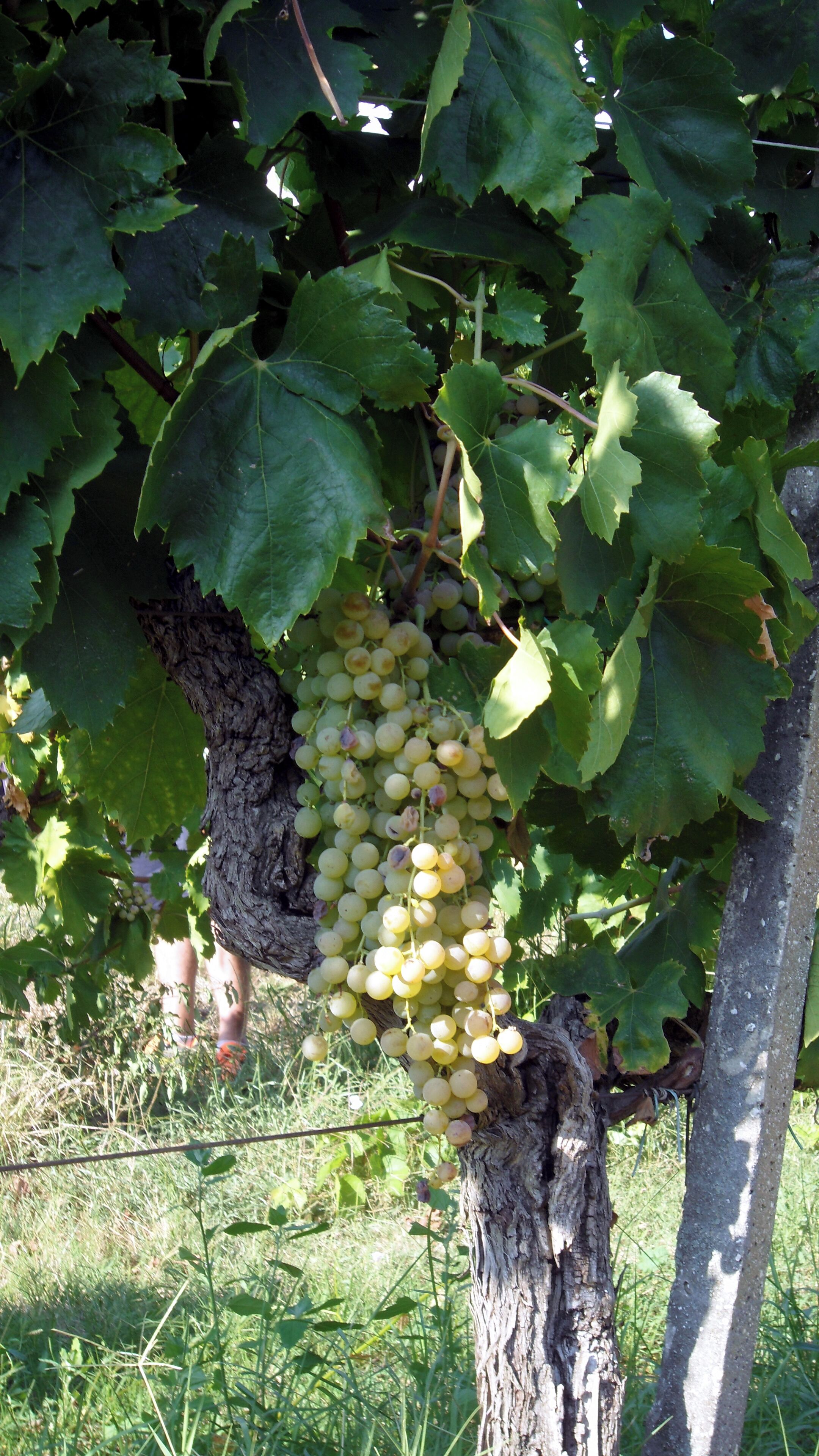 Into the bottles you go!