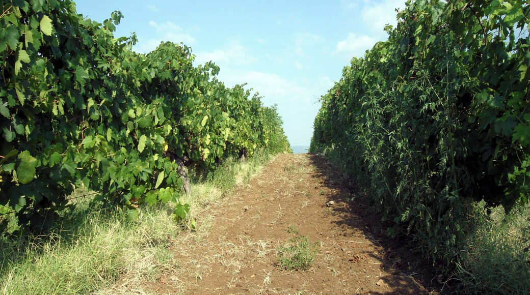 Did you know vineyards plant roses by the rows of grapes as early detectors of diseases?