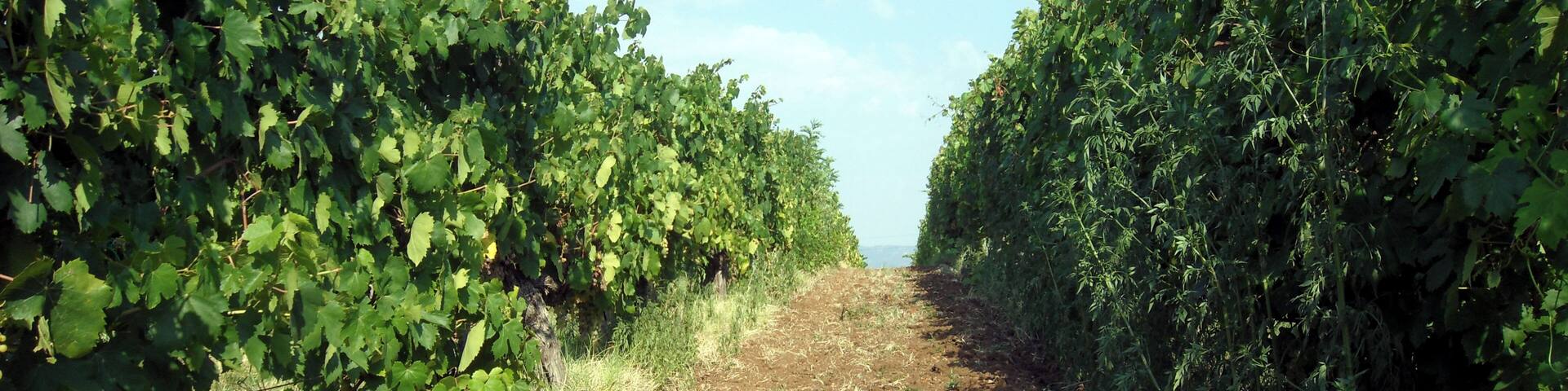 Did you know vineyards plant roses by the rows of grapes as early detectors of diseases?