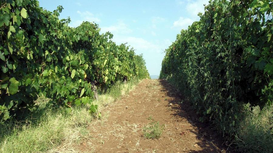 Did you know vineyards plant roses by the rows of grapes as early detectors of diseases?