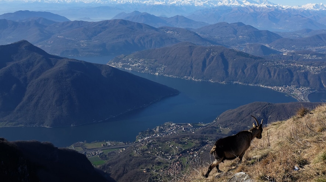 Monte Generoso (Q49960948)