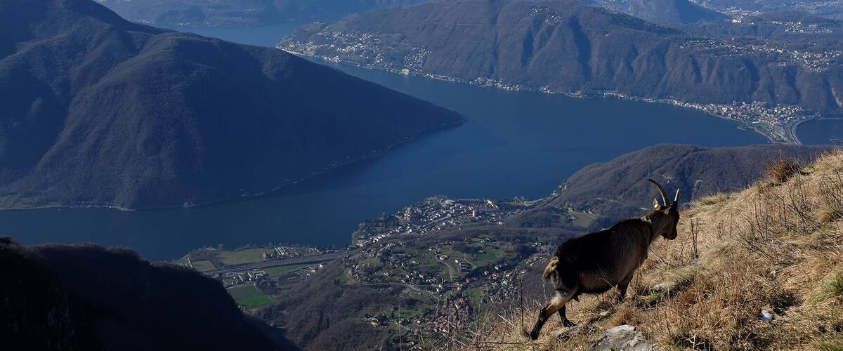 Monte Generoso (Q49960948)