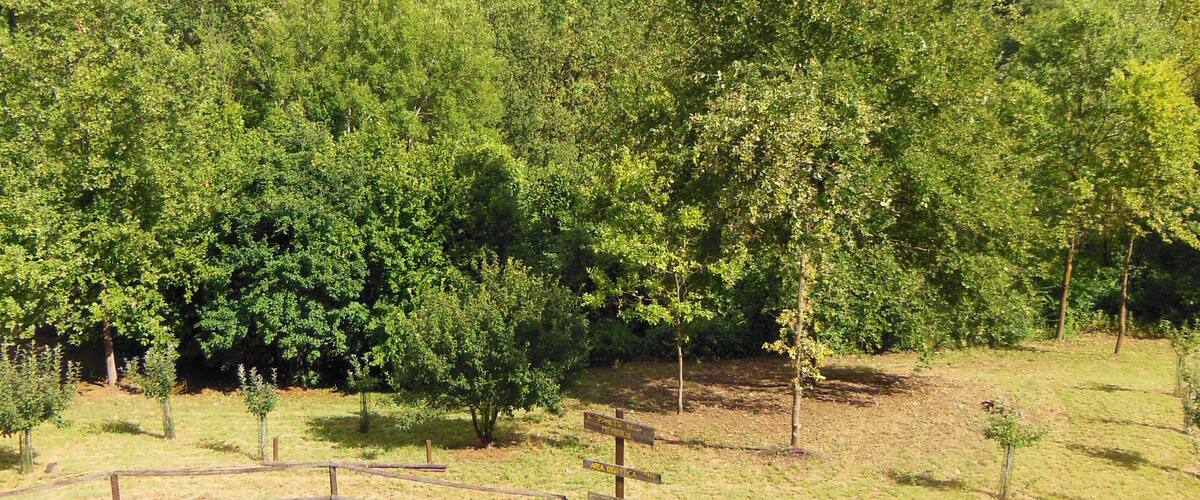 A rural landscape with a dirt path, wooden fence, and scattered trees.