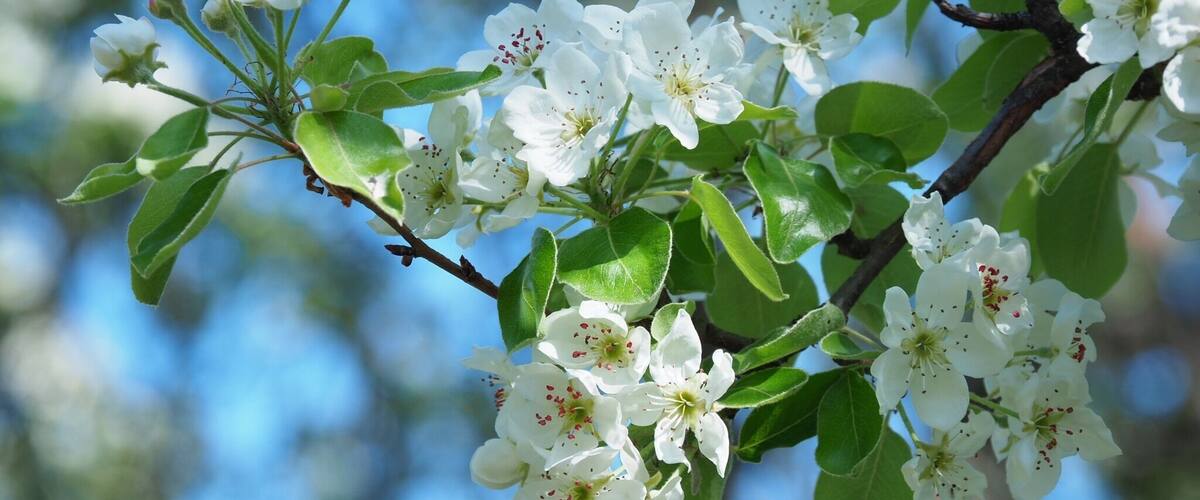A branch with white flowers and green leaves against a blue sky.