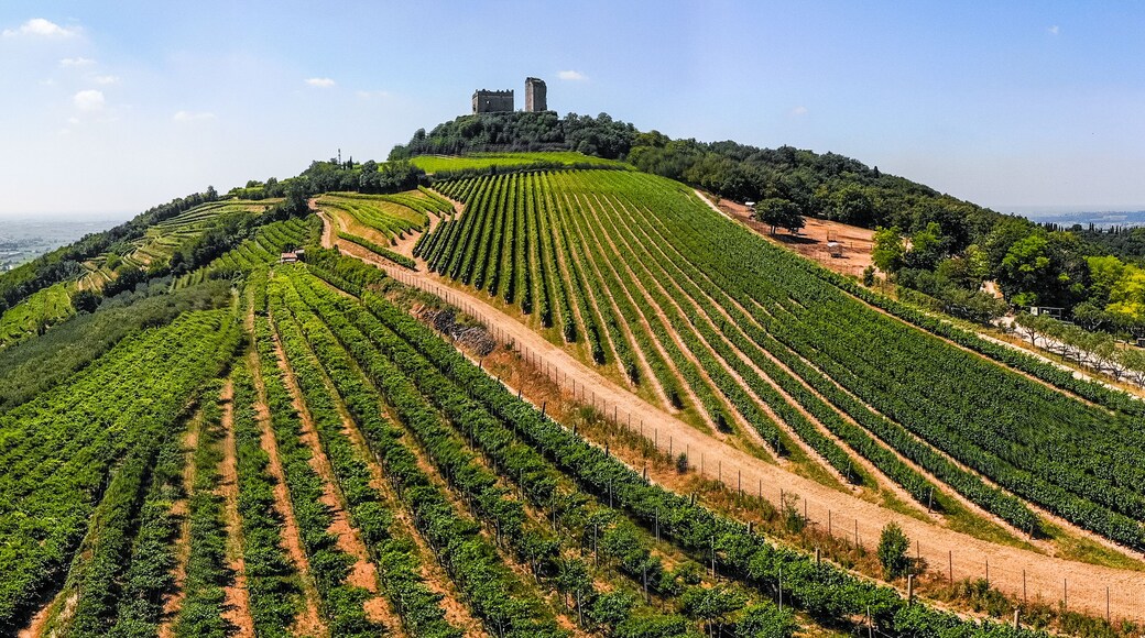 Un vignoble sur une colline, avec des rangées de vignes et un château au sommet.