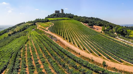 Veronella