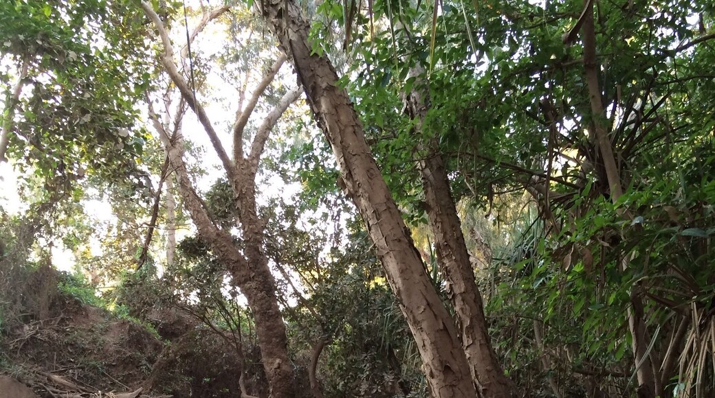 Good access for one to enjoy the Katherine Hot Springs.
If one is in Katherine, #Australia, I would recommend stopping by there. There is plenty of fresh flowing water and shade from the sun.
#Roadtrip May, 2015.