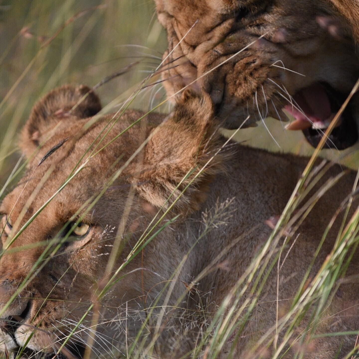 Circle of life on the plains of Kenya’s Mara North Conservancy.