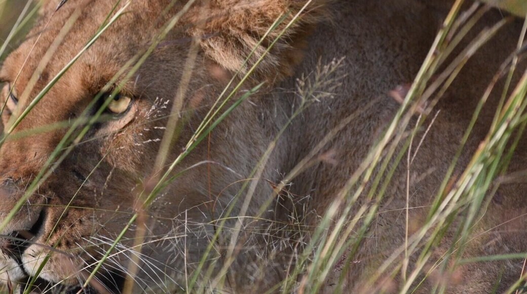 Circle of life on the plains of Kenya’s Mara North Conservancy.