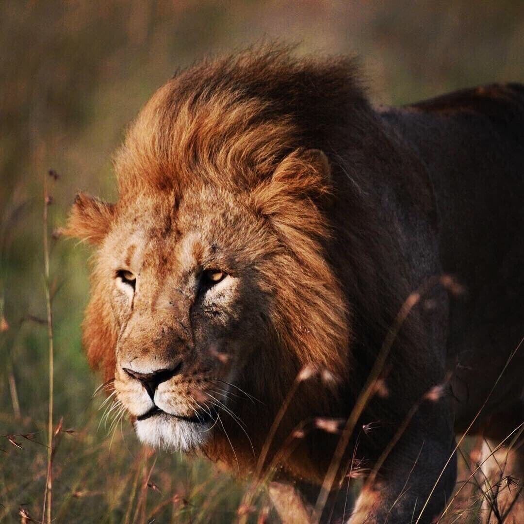 Simba on the prowl near Kicheche Mara Camp.