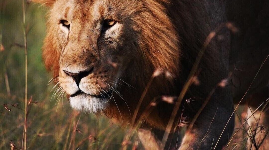 Simba on the prowl near Kicheche Mara Camp.