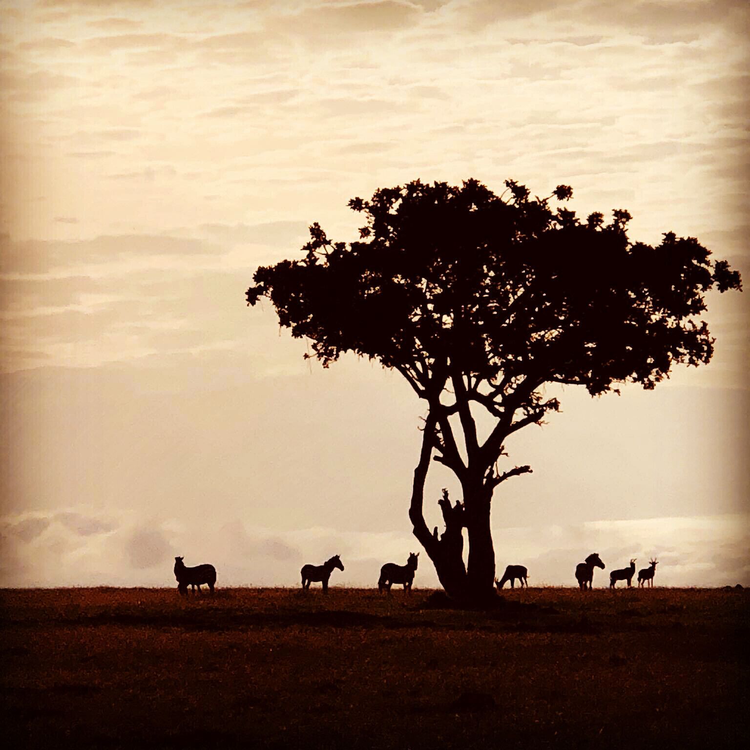 Sunrise silhouette on the plains of Kenya’s Mara North Conservancy.