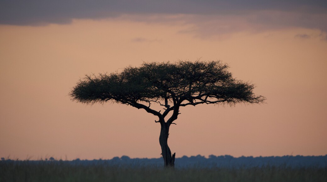 Quintessential sunrise safari landscapes and colors on the plains of Kenya's Mara North Conservancy. Shot in pre-dawn hours with Nikon D750 with Nikkor 300mm f2.8 AF-S ED VR II Super Telephoto Lens.