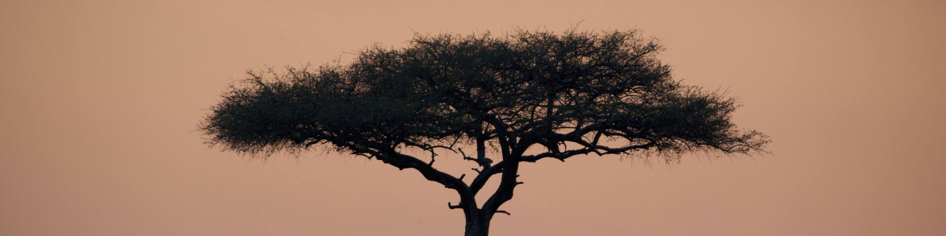 Quintessential sunrise safari landscapes and colors on the plains of Kenya's Mara North Conservancy. Shot in pre-dawn hours with Nikon D750 with Nikkor 300mm f2.8 AF-S ED VR II Super Telephoto Lens.