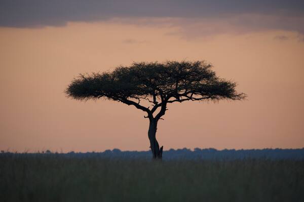 Quintessential sunrise safari landscapes and colors on the plains of Kenya's Mara North Conservancy. Shot in pre-dawn hours with Nikon D750 with Nikkor 300mm f2.8 AF-S ED VR II Super Telephoto Lens.
