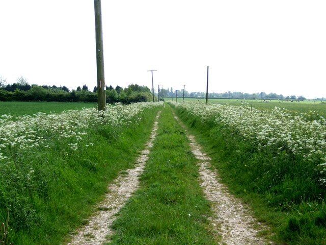 A rural path flanked by fields of white flowers, leading towards a distant line of trees and power lines.