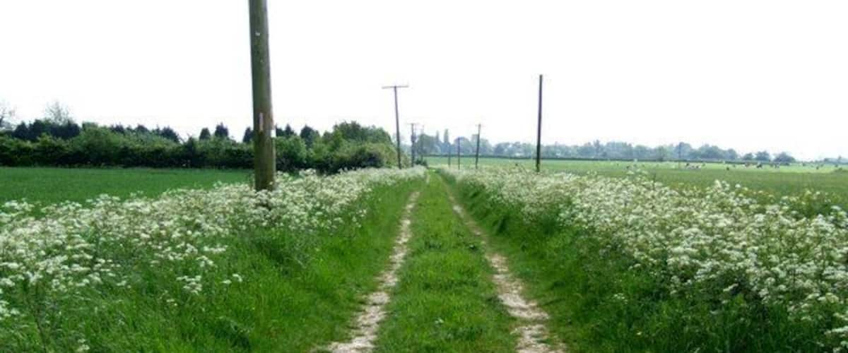 A rural path flanked by fields of white flowers, leading towards a distant line of trees and power lines.
