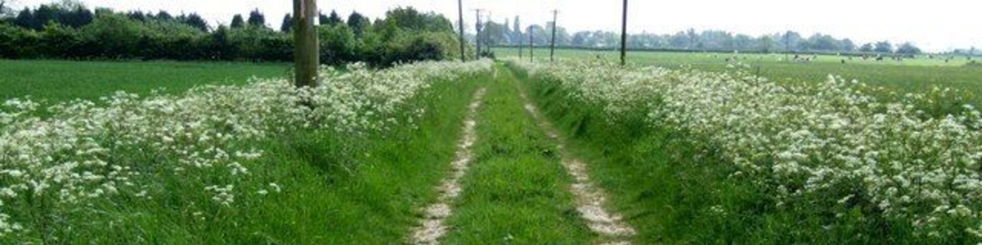 A rural path flanked by fields of white flowers, leading towards a distant line of trees and power lines.