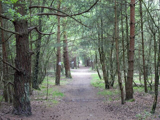Bridleway to Heatherside Corner. The white-painted tree trunks show the route across the MOD's vehicle testing tracks.