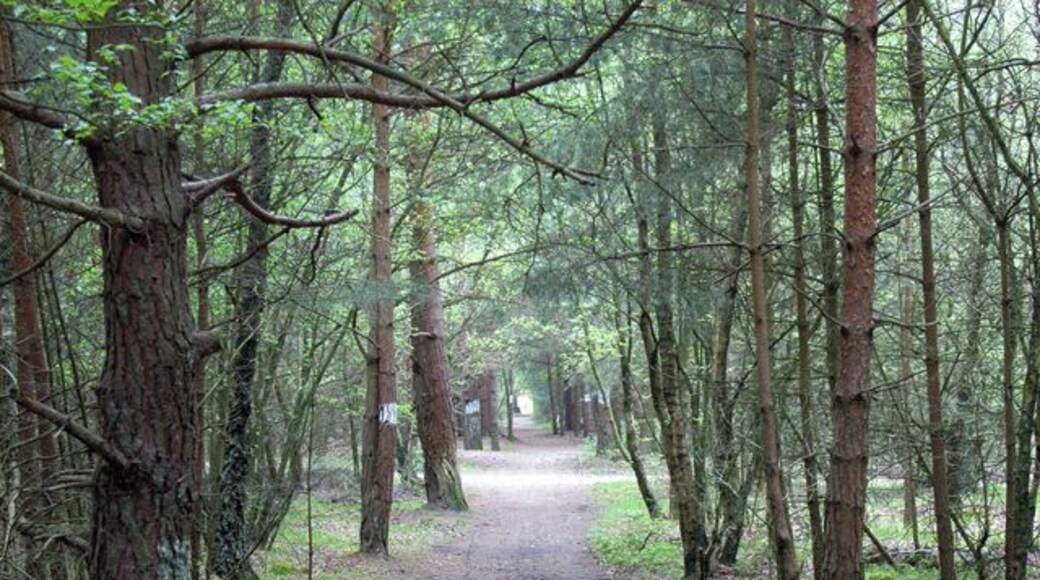 Bridleway to Heatherside Corner. The white-painted tree trunks show the route across the MOD's vehicle testing tracks.