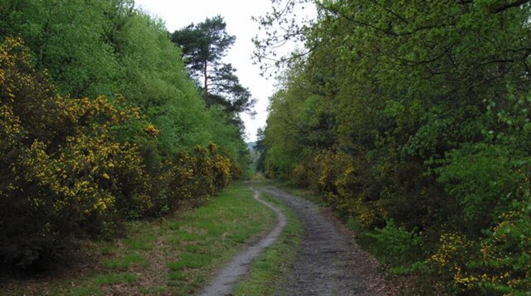 Brentmoor Heath, Westend Common. Track running parallel to Red Road, the B311.