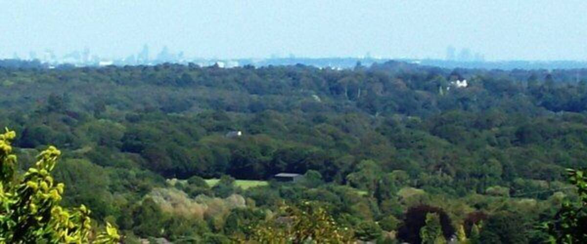 A dense forest with a distant city skyline.