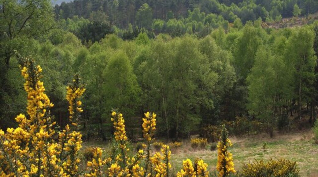 High Curley. Looking south to White Hill