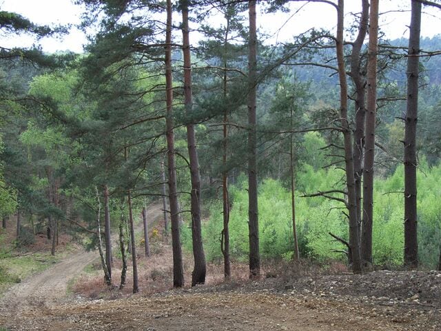 Vehicle testing track, Camberley. Here the gradients of Curley Hill must put the MOD's vehicles through their paces.