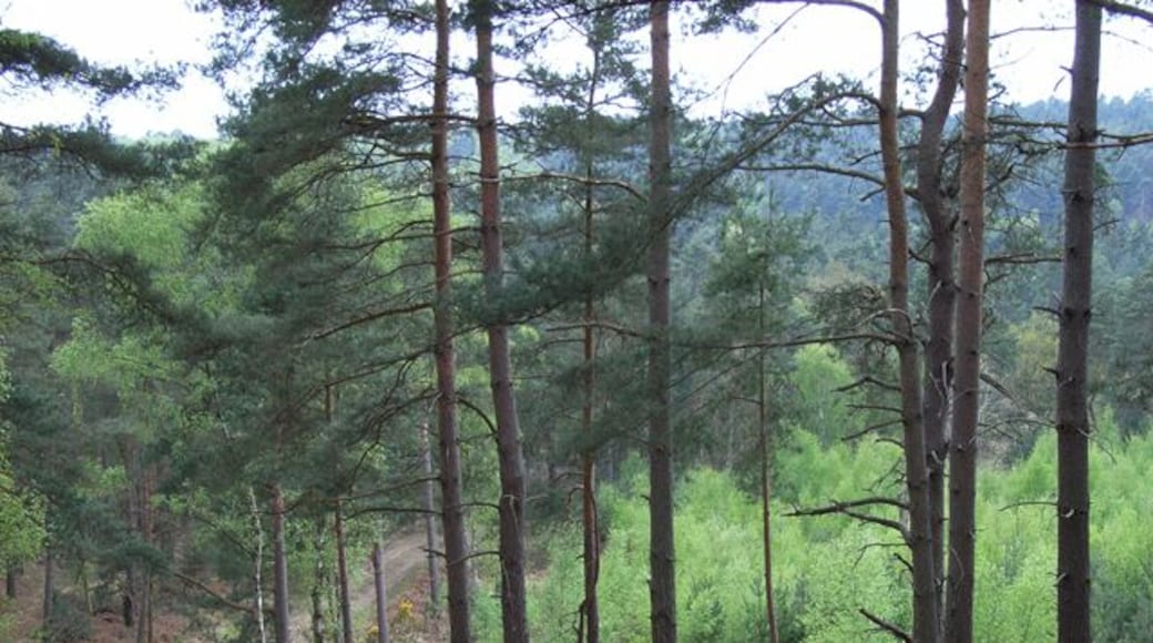 Vehicle testing track, Camberley. Here the gradients of Curley Hill must put the MOD's vehicles through their paces.