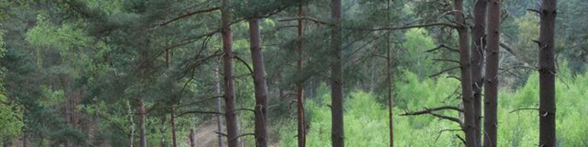 Un área boscosa con un sendero de tierra.