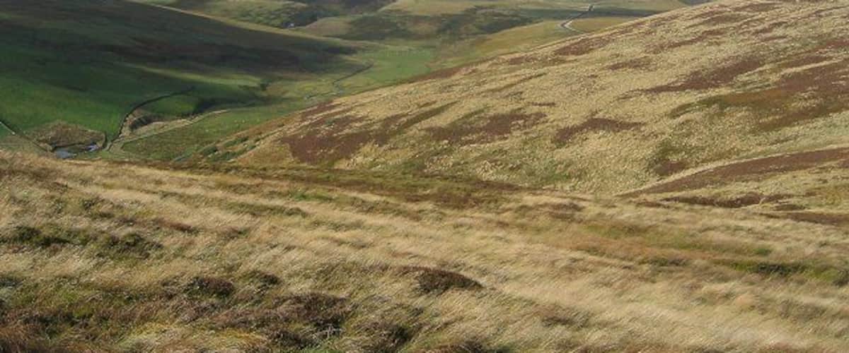 Blackhope Water. Moorland and a strip of improved grazing alongside the Blackhope Water, in the Moorfoot Hills. Taken from Whiteside Law, this shows a large chunk of the western part of the square. Looking northwards.