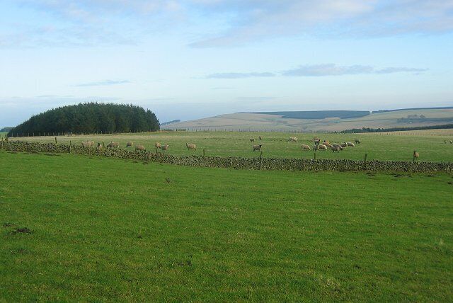 Shoestanes' sheep. Sheep 350m up in the Moorfoot Hills, the end of a 1km shelter strip beyond.