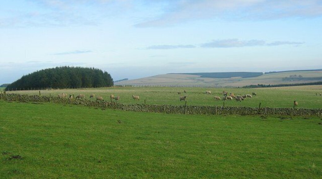 Shoestanes' sheep. Sheep 350m up in the Moorfoot Hills, the end of a 1km shelter strip beyond.