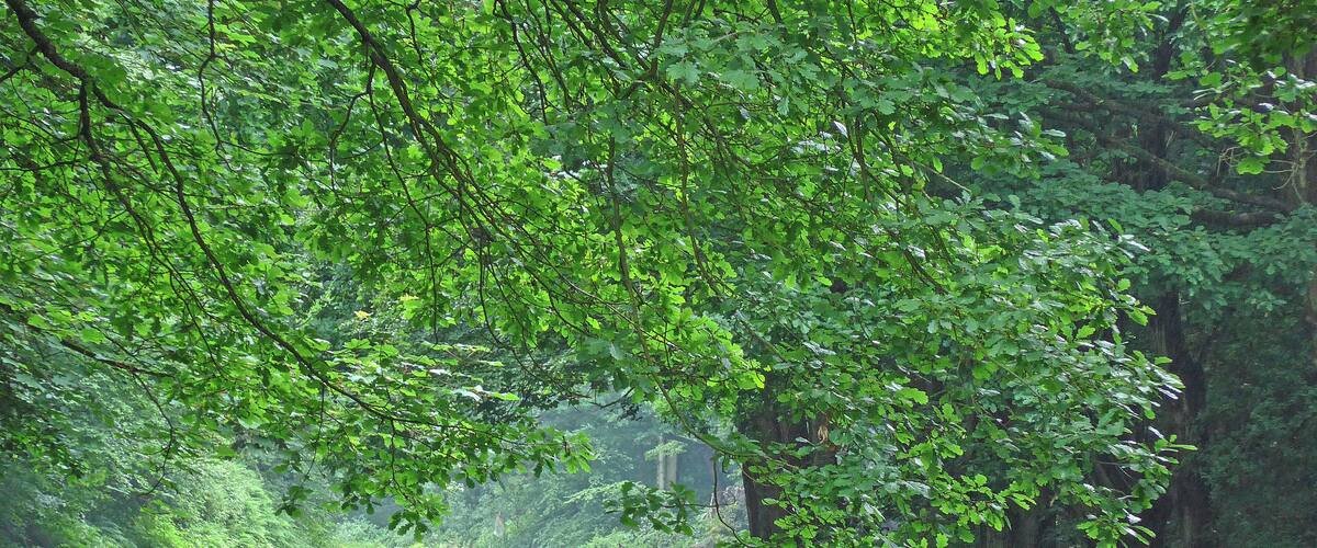 A river surrounded by dense green foliage and trees.